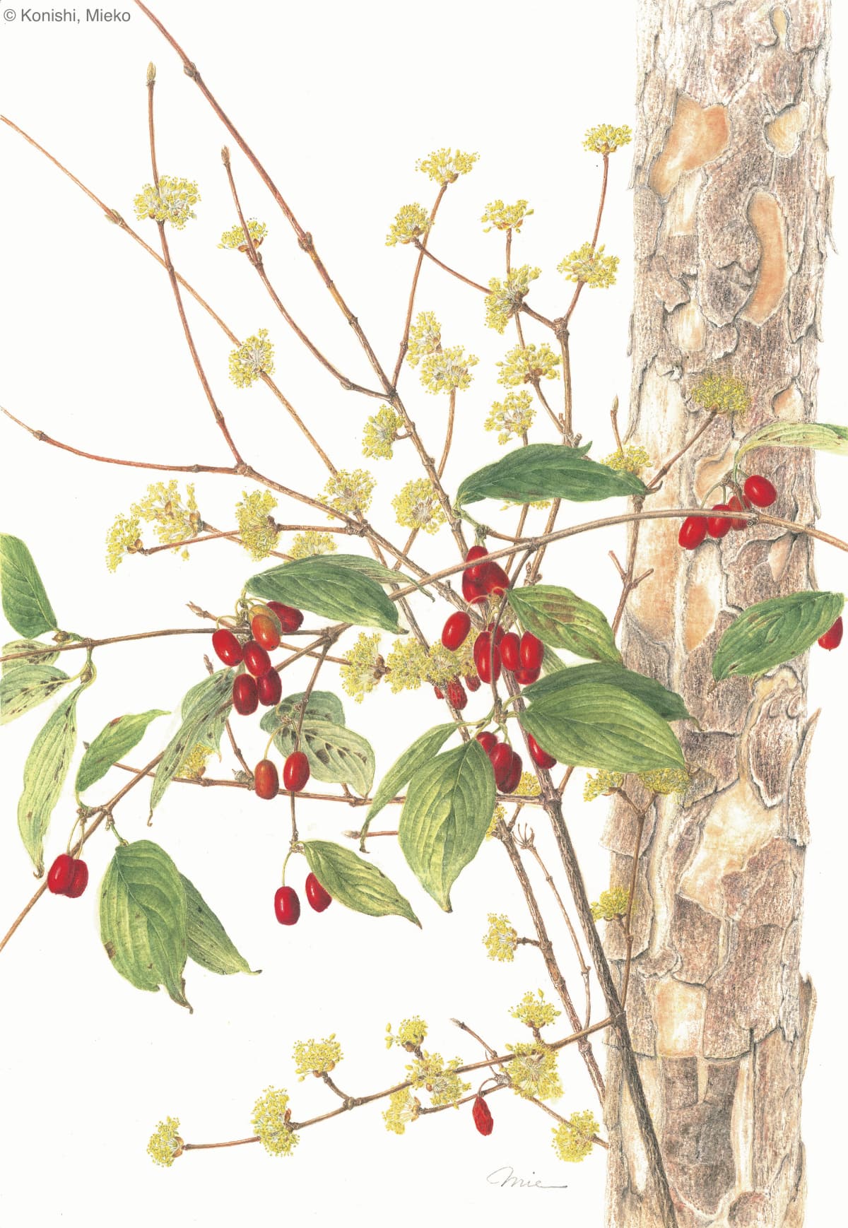 【サンシュユ　© Konishi, Mieko】