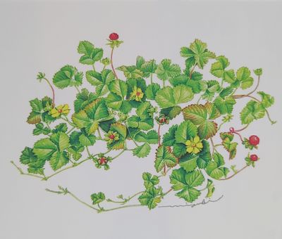 日本植物画倶楽部 展覧会案内