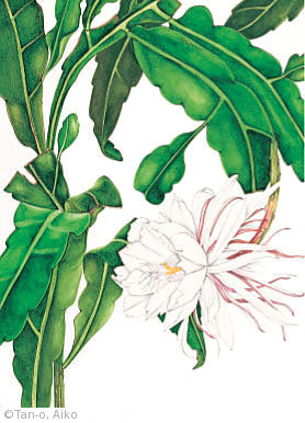 【丹尾愛子:ゲッカビジン(サボテン科) Epiphyllum oxpetalum DC. Haw.】