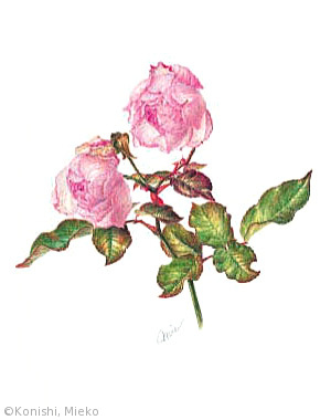 【小西美恵子：バラ ’デュシェス・ドゥ・ブラバン’‘桜鏡’  Rosa ‘Duchesse de Brabant’ （バラ科）】