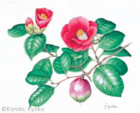 【近藤京子:ツバキ(ツバキ科) Camellia japonica】