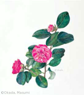 【岡田ますみ：ツバキ（栽培品種）（ツバキ科） Camellia japonica cv.】