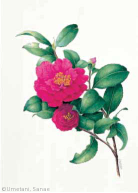 【梅谷さなえ:サザンカ(ツバキ科)Camellia sasanqua cv.】