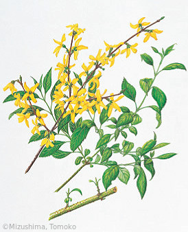 【水嶋智子：レンギョウ（モクセイ科）Forsythia suspensa (Thunb.) Vahl】