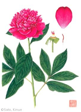 【佐藤絹恵：シャクヤク（ボタン科）Paeonia lactiflora Pall. cv.】