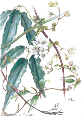 【西村雅美:クレマティス・アルマンディイ(キンポウゲ科) Clematis armandii】
