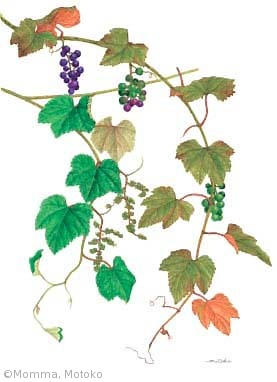 【門馬基子:エビヅル(ブドウ科)Vitis thunbergii】