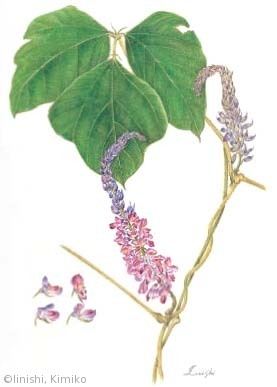 【飯西公子:クズ(マメ科)Pueraria lobata】