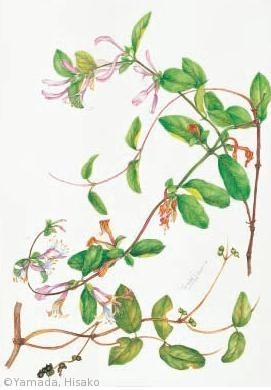 【山田ひさ子：スイカズラ（スイカズラ科）　Lonicera japonica　】