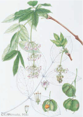 【岸本美季:セイヨウミツバウツギ(ミツバウツギ科)Staphylea pinnata】