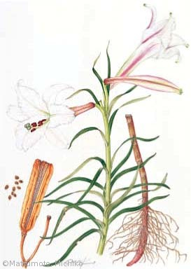 【松本美智子：タカサゴユリ（ユリ科）Lilium formosanum】