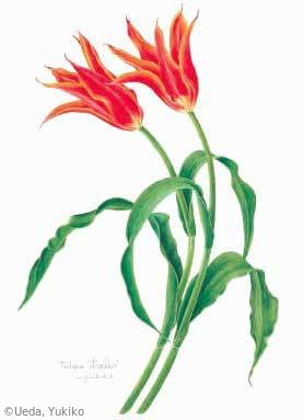 【植田由喜子:チューリップ(ユリ科)Tulipa 'Aladdin'】