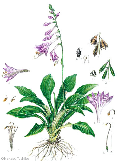 【中尾敏子:コバギボウシ(キジカクシ科)Hosta sieboldii】