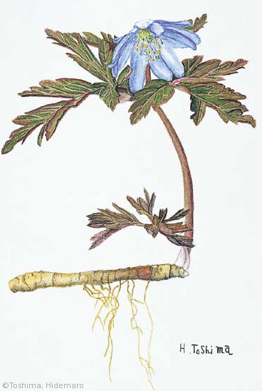 【豊島秀麿:キクザキイチゲ(キンポウゲ科)Anemone pseudoaltaica】
