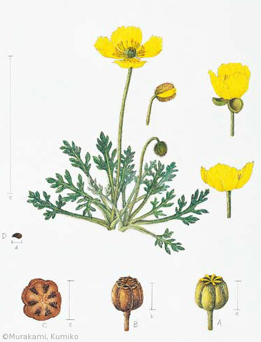 【村上玖実子:リシリヒナゲシ(ケシ科)Papaver fauriei】