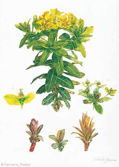 【山根悦子：ノウルシ（トウダイグサ科）Euphorbia adenochlora】