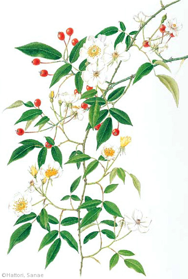 【服部早苗:ヤマイバラ(バラ科)Rosa sambucina var. sambucina】