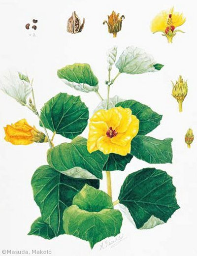 【増田まこと:ハマボウ(アオイ科)Hibiscus hamabo】