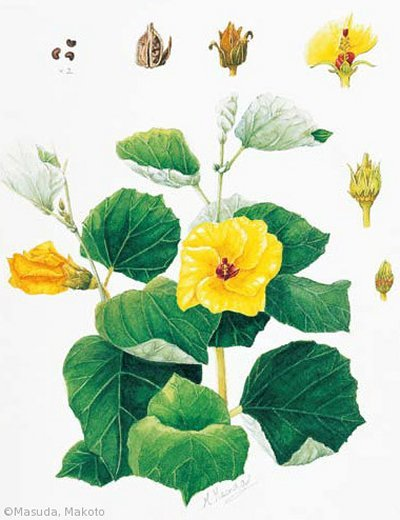 【増田まこと：ハマボウ（アオイ科）Hibiscus hamabo】