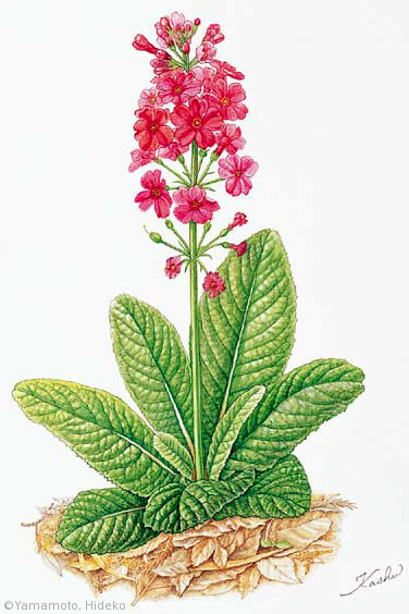 【山本秀子：クリンソウ（サクラソウ科）Primula japonica】