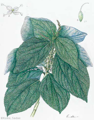 【小池貞枝:ラセイタソウ(イラクサ科)Boehmeria biloba】