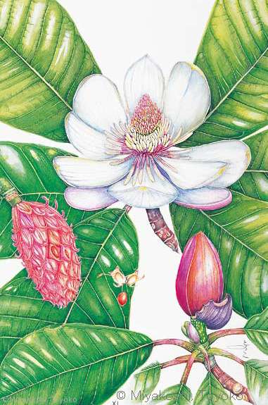 【宮腰とよ子：ホオノキ（モクレン科）Magnolia obovata】