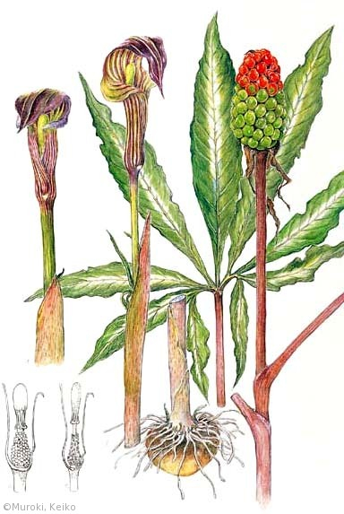 【室木彗子：ヒガンマムシグサ（サトイモ科）Arisaema aequinoctiale】