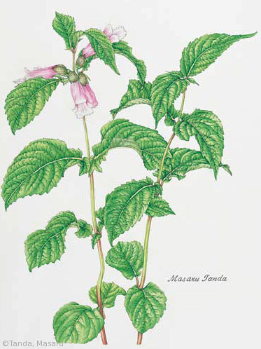 【丹田勝:ジャコウソウ(シソ科)Chelonopsis moschata】