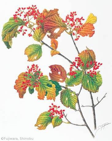 藤原忍 Fujiwara Shinobu ギャラリー 日本植物画倶楽部 藤原忍 Fujiwara Shinobu ギャラリー 日本植物画倶楽部