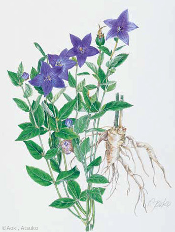 【青木厚子:キキョウ(キキョウ科)Platycodon grandiflorus】