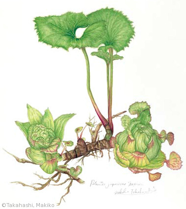 【高橋末起子:フキ(蕗の薹)(キク科)Petasites japonicus】