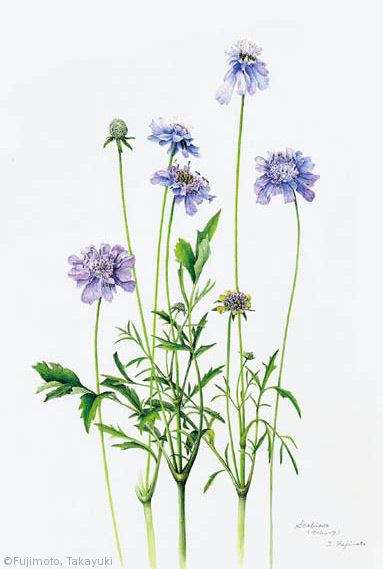 【藤本孝幸：マツムシソウ（スイカズラ科）Scabiosa japonica var.japonica】