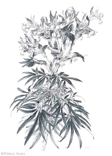 【松井郁子:ヘレボルス フォエティドゥス(キンポウゲ科)Helleborus foetidus】