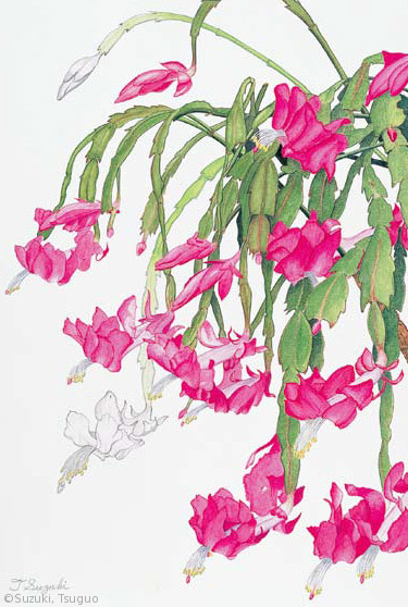 【鈴木嗣夫:シャコバサボテン(サボテン科)Schlumbergera truncata cv.】