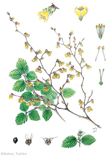 【中尾敏子:ヒュウガミズキ(マンサク科)Corylopsis pauciflora】