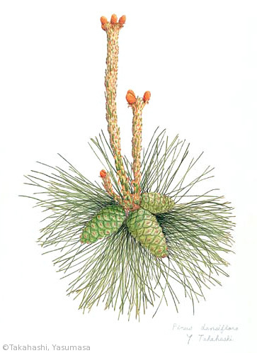【高橋靖昌:アカマツ(マツ科)Pinus densiflora】