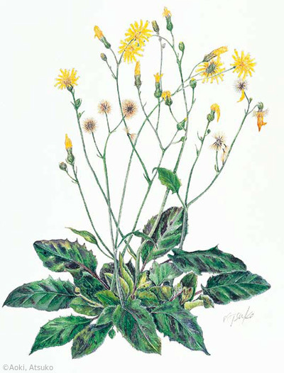 【青木厚子:ウズラバタンポポ(キク科)Hieracium maculatum】