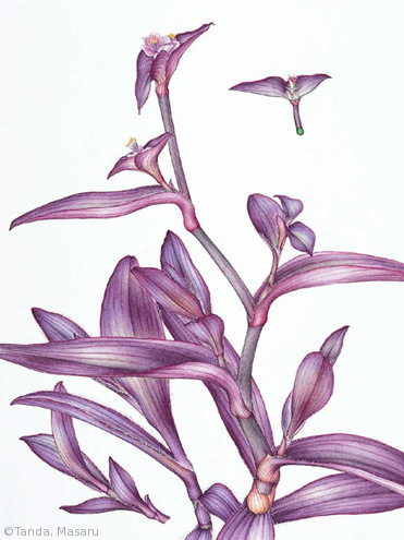【丹田勝:ムラサキゴテン(ツユクサ科)Tradescantia pallida ‘Purple Heart’】