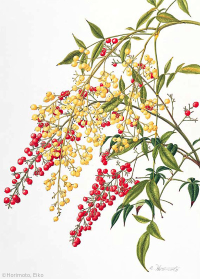 【堀本栄子:ナンテン(メギ科)Nandina domestica (species & white-fruited cultivar)】