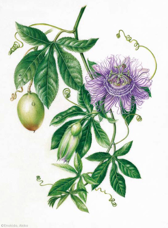 【榎戸晶子：パッシフロラ ‘インセンス’（トケイソウ科）Passiflora ‘Incense’】