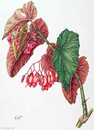 【井上英二：木立ベゴニア（シュウカイドウ科）Begonia (cane-like begonia)】