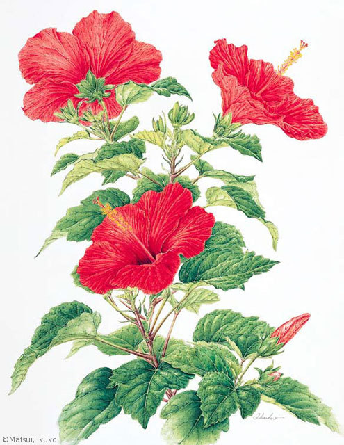【松井郁子:ハイビスカス(アオイ科)Hibiscus rosa-sinensis】
