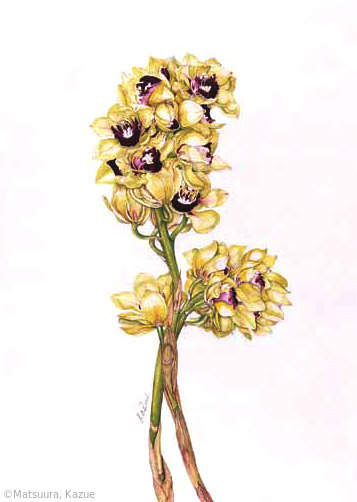 【松浦和江:シンビジウム (ラン科) Cymbidium】