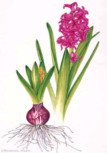 【宮本寿美：ヒアシンス （キジカクシ科） Hyacinthus orientalis cv.】