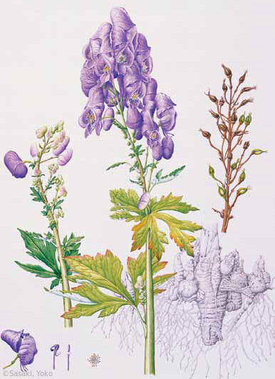 【佐々木容子:トリカブト(園芸種) (キンポウゲ科) Aconitum】
