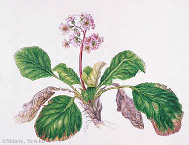 【塩見とみ子：ヒマラヤユキノシタ （ユキノシタ科）Bergenia】