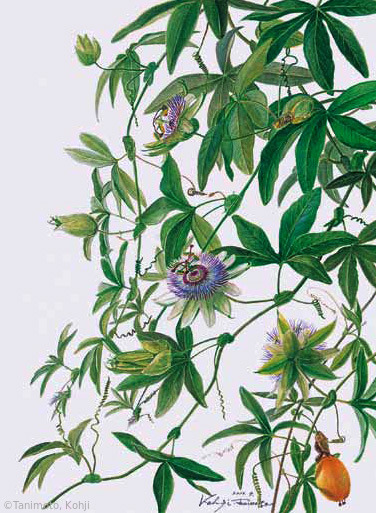 【谷本弘次:トケイソウ (トケイソウ科)Passiflora caerulea】