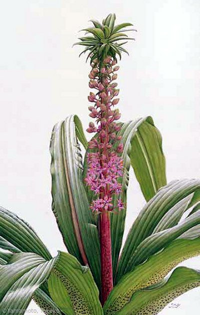 【山本武子：パイナップルリリー （キジカクシ科）Eucomis comosa】