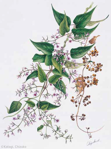 【片木千鶴子：ヘクソカズラ （アカネ科） Paederia scandens】