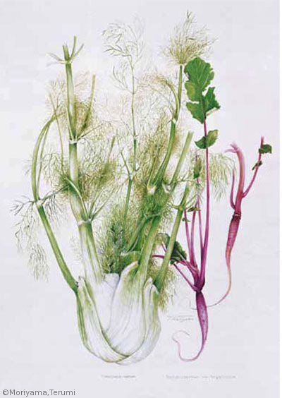 【森山照美:イタリアウイキョウ(セリ科)、ダイコン'しずむらさき'(アブラナ科)Foeniculum vulgare var. azoricum, Raphanus sativus 'Shizu-murasaki'】